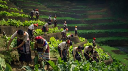 agriculture-hilltribe-women (1)