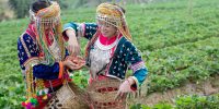 Tribal girls are collecting strawberries on the farm. Hill tribe woman.