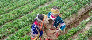 Tribal girls are collecting strawberries on the farm. Hill tribe woman.